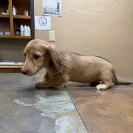 Lindsi - Cream female Dachshund puppy in Irving, Texas from DFW Dachshunds by G & S