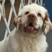 Clumber Spaniels from Casmirclumbers
