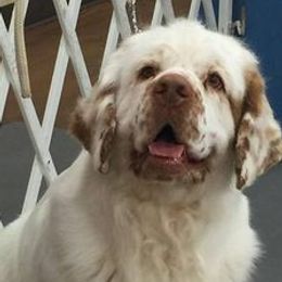 Clumber Spaniels from Casmirclumbers