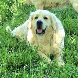 Ryker - Golden Retriever