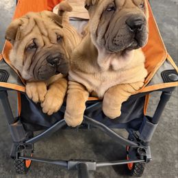 Boy 1 - Fawn male Chinese Shar-Pei puppy in Corydon, Indiana from Royalvue Kennels