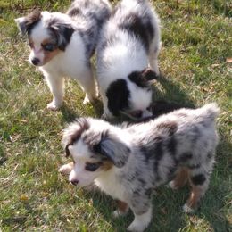 Miniature Australian Shepherds from Mountain View Farms Mini Aussies