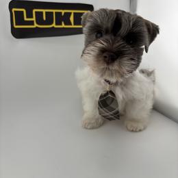 Luke - Parti male Miniature Schnauzer puppy in St. Cloud, Florida from Kokis’ Paws Legacy