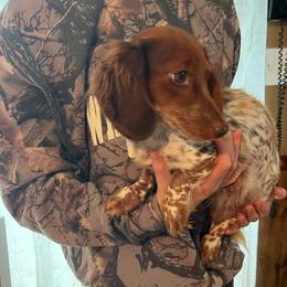 Gracie - Dachshund