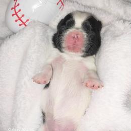 Cosmo - Blue and white male Shih Tzu puppy in Arcadia, Florida from Kitsune Cuddles and kisses