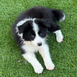 Green collar girl - Black and white female Border Collie puppy in Litchfield Park, Arizona from Dragonfly BC Puppies (Champion Lineage)
