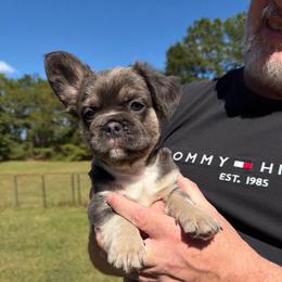 Fluffy - Blue female French Bulldog puppy in Chesnee, South Carolina from Michael & Raisa