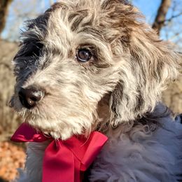 Double Doodle Puppies from Breedlove Mtn Doodles