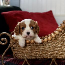 Hans - Blenheim male Cavalier King Charles Spaniel puppy in Lula, Georgia from Cavaliers by Crumley