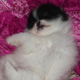 Tiny AKC Madison black tan part - Black and tan parti female Pomeranian puppy in Gloversville, New York from ADKPOM Adirondack Pomeranians