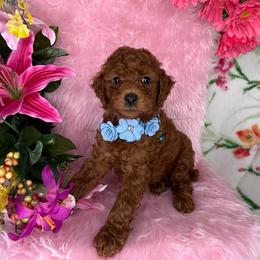 Jenny (Light Blue) - Red  female Goldendoodle puppy in Miami, Florida from Katy's Toy Poodles