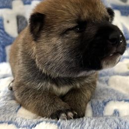 Kuro x Kitty Bravo Boy 5 - Red male Shiba Inu puppy in Brecksville, Ohio from Shomaisou Shiba Inu