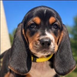 Yellow - Black brown and white male Basset Hound puppy in Fayetteville, Tennessee from Southern Town Hounds