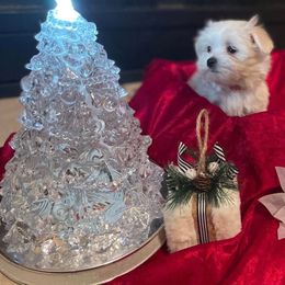 Maltese, Maltipoo, and Poodle Puppies from Healing Pawz LLC