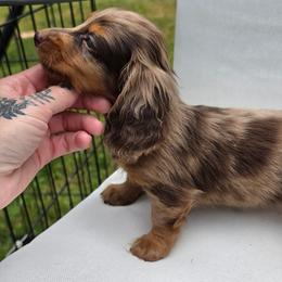 The White Rabbit - Alice in Wonderland Theme Litter. - Dapple female Dachshund puppy in Woodland, Washington from SJs Dachshunds