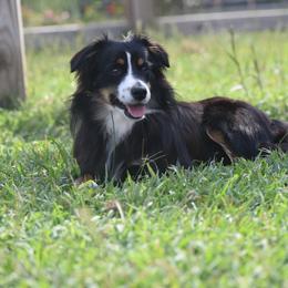 Rylee - Miniature American Shepherd