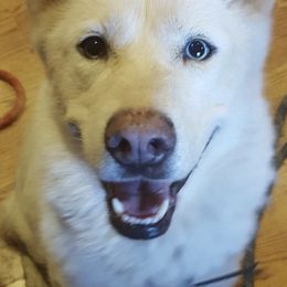 Siberian Huskies from Sam's Huskys