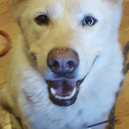 Siberian Huskies from Sam's Huskys