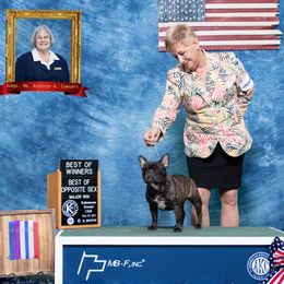 Salma - French Bulldog