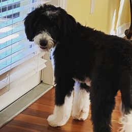 Bernedoodle Puppies from Star of the Sea Doodles