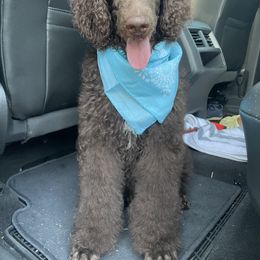 Red Collar - Brown Poodle puppy in Atlanta, Georgia from Sprinkle Me Puppy