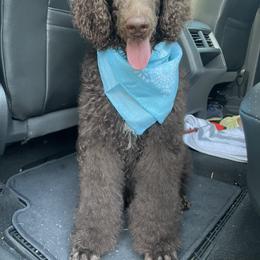 Red Collar - Brown Poodle puppy in Atlanta, Georgia from Sprinkle Me Puppy