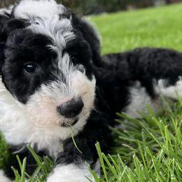 Bernedoodles and Sheepadoodles from Doo Dah Doodle Pups