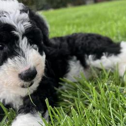 Bernedoodles and Sheepadoodles from Doo Dah Doodle Pups
