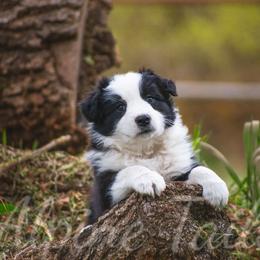 Border Collie and Siberian Husky Puppies from Alpine Tails