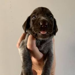 German Shorthaired Pointers from Double Bridges GSPs