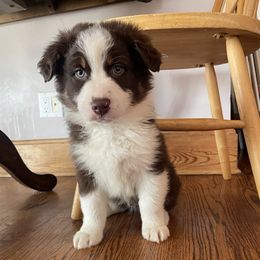 Australian Shepherd Puppies from Spring Creek Pups