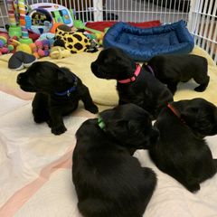Giant Schnauzer, Miniature Schnauzer, and Standard Schnauzer Puppies from Die Nassen Baerte