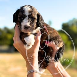 Bo Peep - Pink - Sable female Bernedoodle puppy in Rockwall, Texas from Glory Doodles