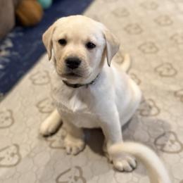 Green - Yellow male Labrador Retriever puppy in Virginia Beach, Virginia from Viklan Labradors