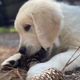 Golden Retriever Puppies from Smokey Mountain English Goldens