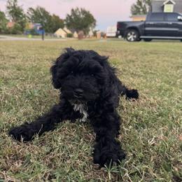 Cavapoo, Cockapoo, Goldendoodle, and Maltipoo Puppies from Perdue Puppies