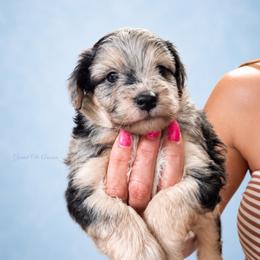 Beau - Blue merle male Aussiedoodle puppy in Weatherford, Texas from Grand Ole Aussies
