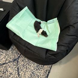 T.R.A. - Black white and tan female Collie puppy in Beaver, Oklahoma from Lawson’s Lassies