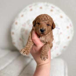 Honey - Apricot female Goldendoodle puppy in Billings, Montana from Montana Raised Doodles