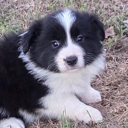 Black and White Girl CH Lines - Black and white female Border Collie puppy in Newalla, Oklahoma from Roughstock Border Collies and Dachshunds