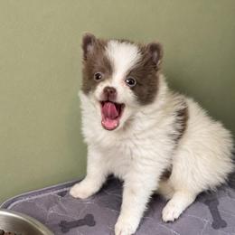 Boy A - Blue parti male Pomeranian puppy in Knoxville, Tennessee from Thea's Puppies