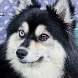 VIOLET - Pomsky