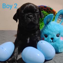 Companion Cross and Pug Puppies from Easter Pugs & Bugs