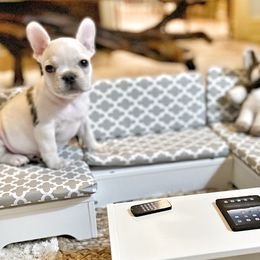 French Bulldogs from Breakfast with Frenchies