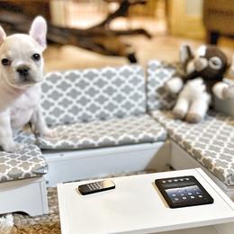 French Bulldogs from Breakfast with Frenchies