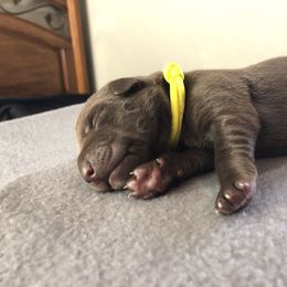 Labrador Retriever Puppies from Southtown Retrievers