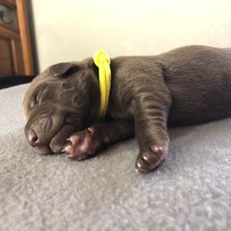 Labrador Retriever Puppies from Southtown Retrievers