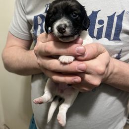AKC Shaded Red Piebald 4 - Piebald female Dachshund puppy in Gainesville, Florida from Mini Dots Mini Dachshunds
