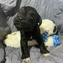 Placed----2 black male with white all paws and chest -larger - Black male Miniature Schnauzer puppy in Ravensdale, Washington from Serenity Schnauzers