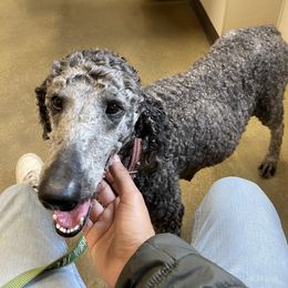 Storm - Goldendoodle